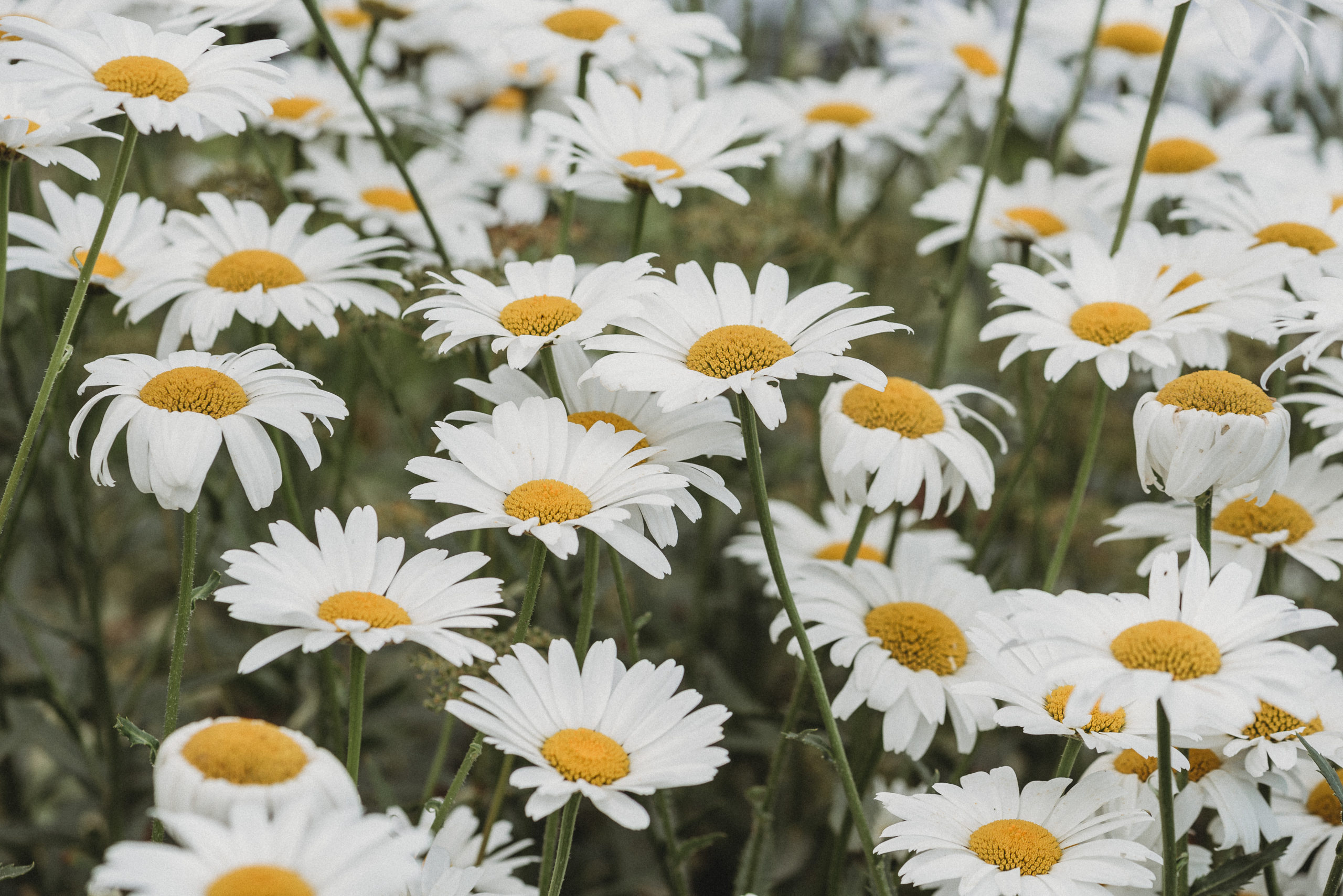 Gig Harbor Garden Wedding, Caleo Photography, Washington and Florida Wedding Photographer. 