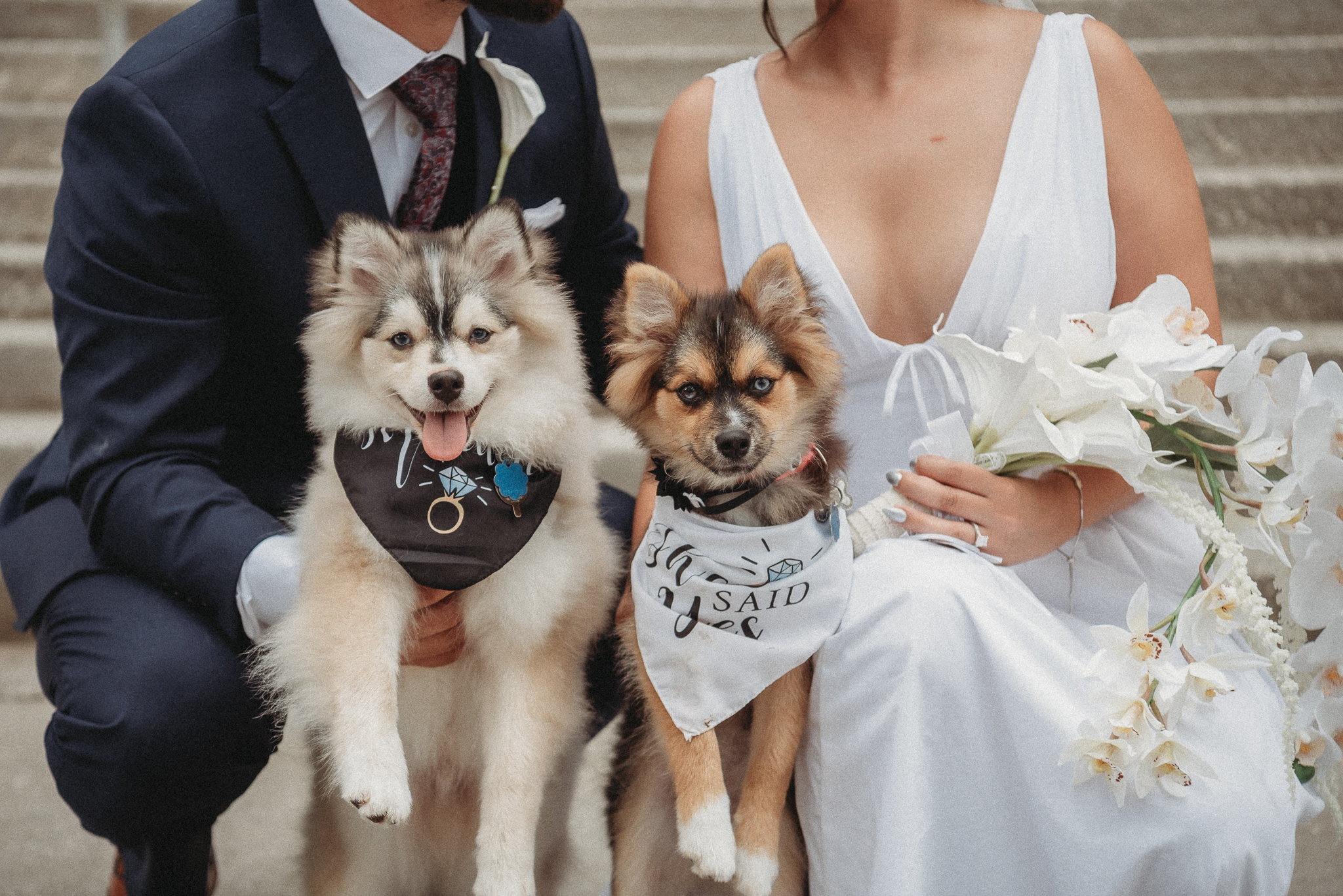 Bride and groom with their dogs at Brooksville courthouse wedding