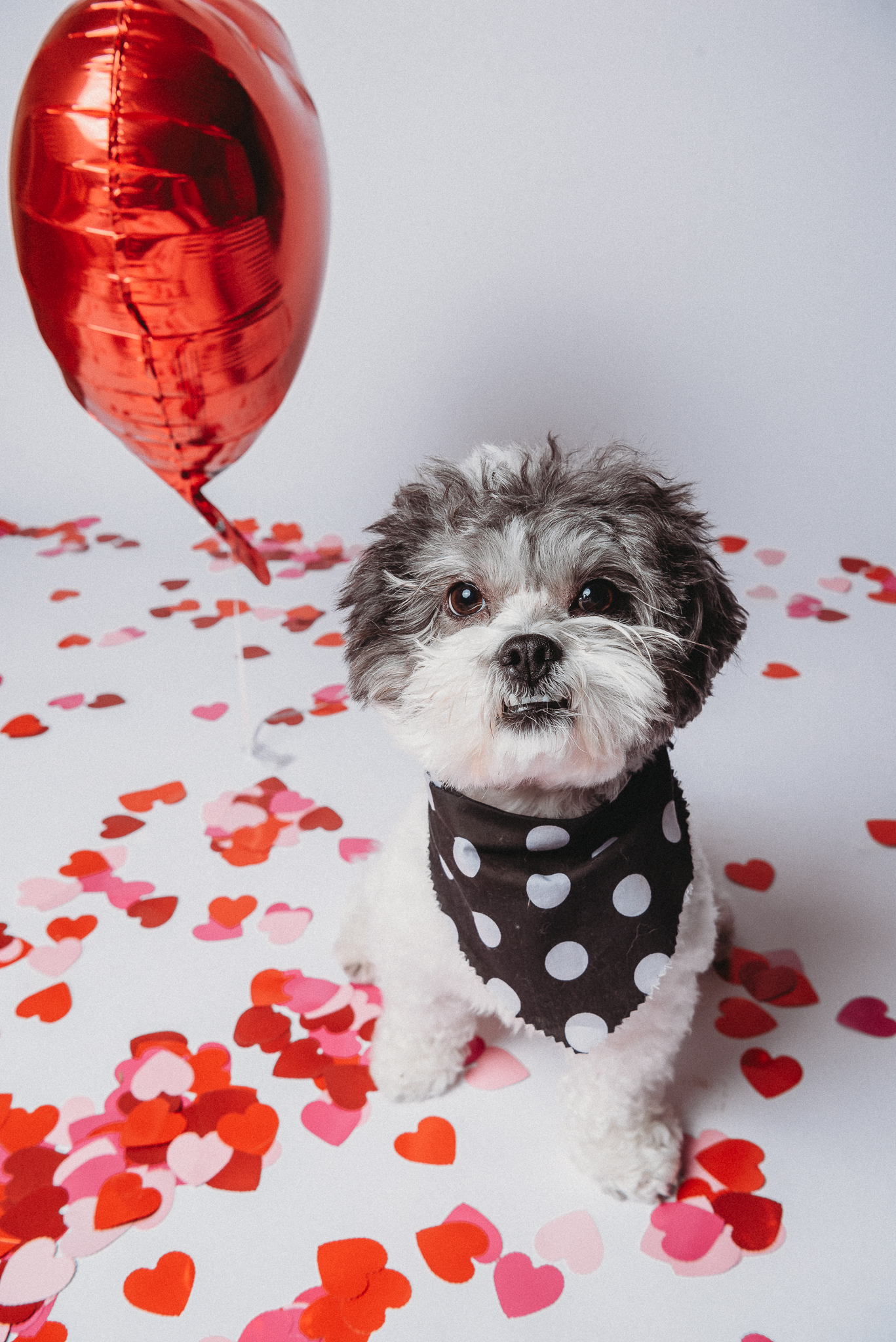 Pet, dog, fur baby valentines photoshoot Brooksville FL photographer