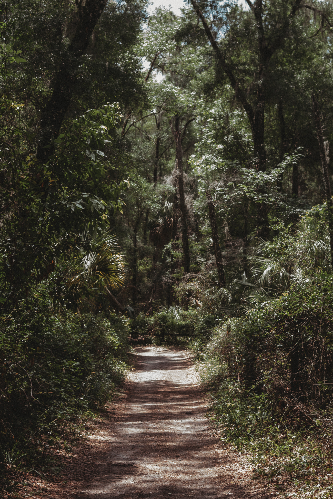 Tropical palm trees along walking path at Rainbow Springs State Park