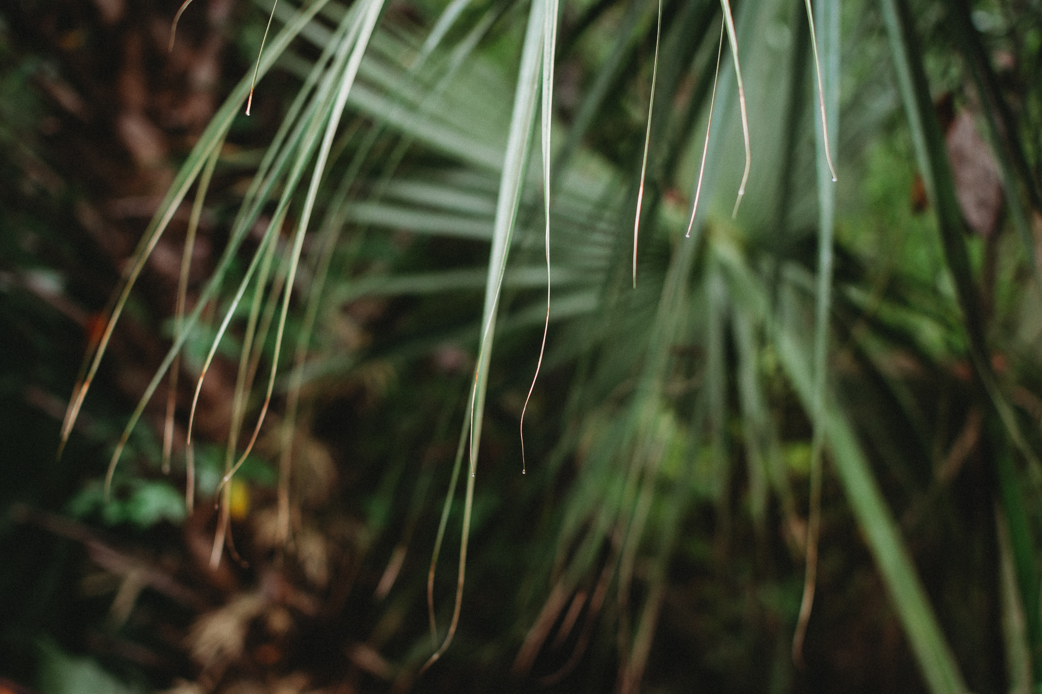 oft light through palm trees at Rainbow Springs Florida photo session